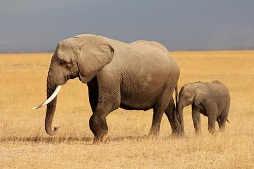 森林驿站5.27每日一题答案 非洲象的耳朵和亚洲象相比