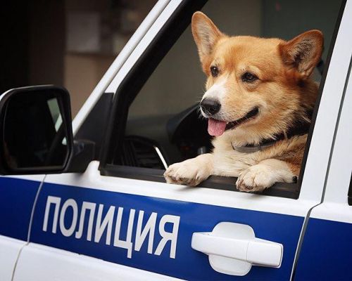 俄罗斯柯基警犬退休 网友:萌化了
