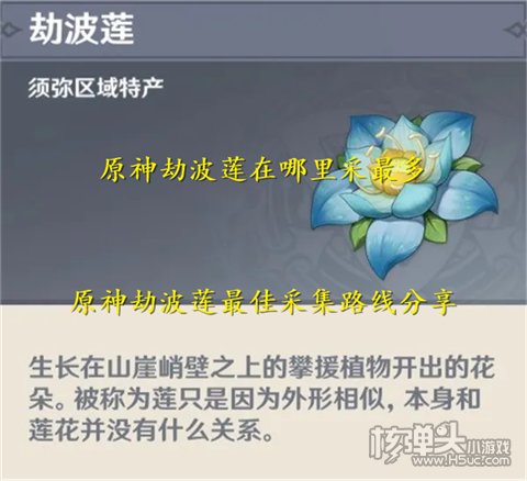 原神劫波莲在哪里采最多 原神劫波莲最佳采集路线分享